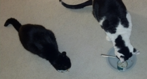 olive and pounce eating