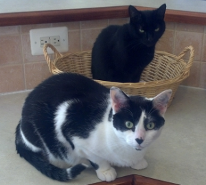 olive and pounce on the counter