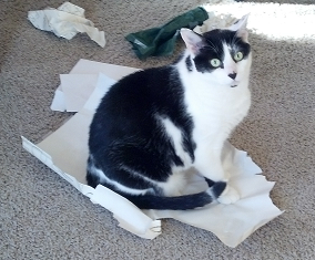 Pounce on Paper